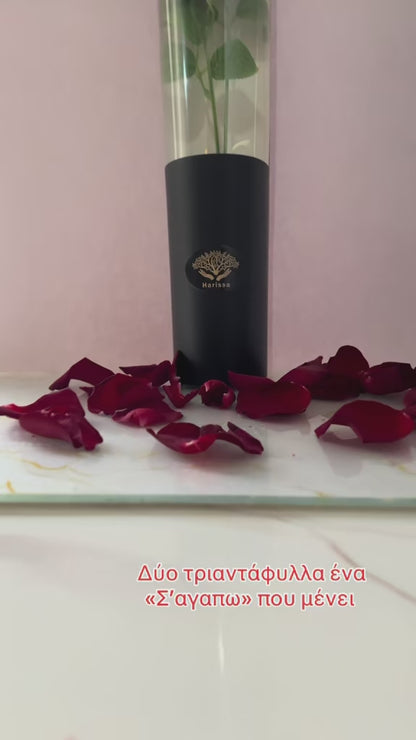 Forever Roses – Ζευγάρι Φυτικών Αρωματικών Τριαντάφυλλων